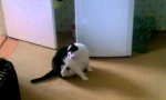 Movie : Katze mit dickem Problem
