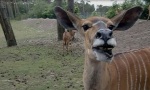 Lustiges Video : Verwirrte Antilope