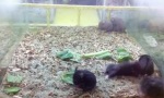 Funny Video - Hamster Shake