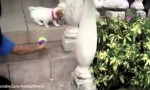 Hunde und der Treppeneffekt