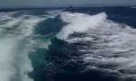 Movie : Orcas chase Speedboat