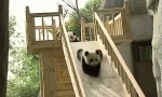 Movie : Panda-Rutsche