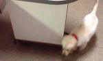 Movie : Nie wieder Gassi gehen