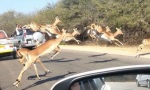 Movie : Asylantrag einer Antilope...