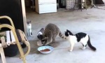 Movie : Waschbär klaut Katzenfutter