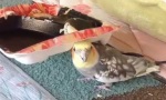 Glücklicher Vogel