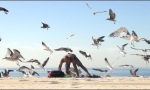 Lustiges Video : Die Vögel