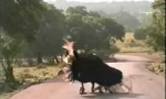 Funny Video - Straußen-Bounce