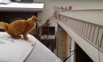 Movie : Katze auf schwieriger Mission